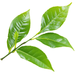 Tea Tree